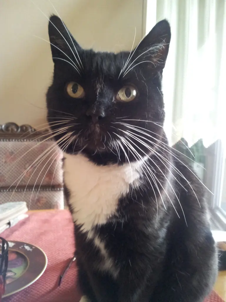 Andachtsbild von deiner Ilse in Liebe zum 41. Monatsgedenken