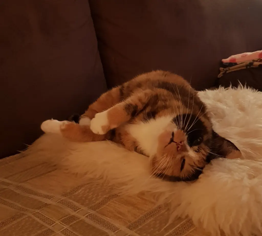 Andachtsbild von Ilse für mein geliebtes Mückchen