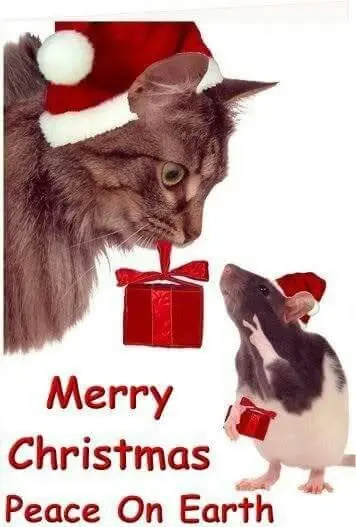 Andachtsbild von Weihnachtsgrüße die von♥️ kommen