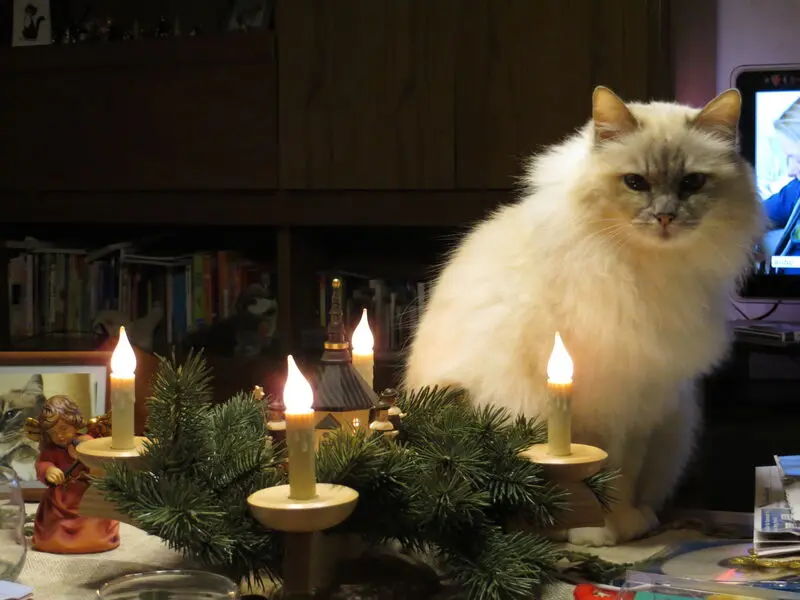 Andachtsbild von Sternchen-Weihnachtspost
