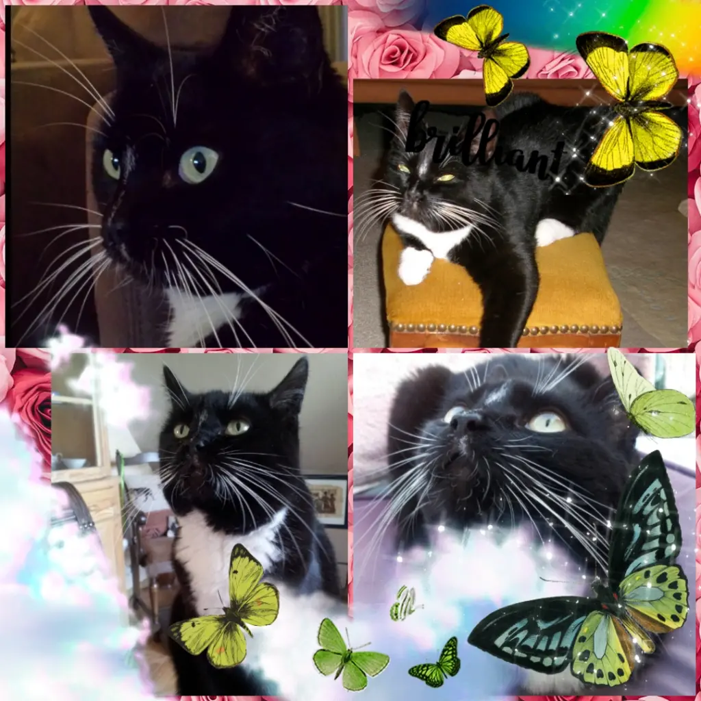 Andachtsbild von ❤️Majas 4. Sternchengeburtstag ❤️ 