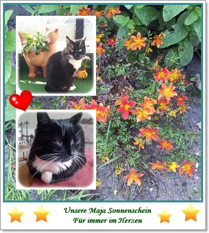 Andachtsbild von deiner Ilse in Liebe zum 49. Monatsgedenken