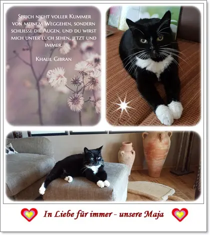 Andachtsbild von deiner Ilse in Liebe zum 53. Monatsgedenken