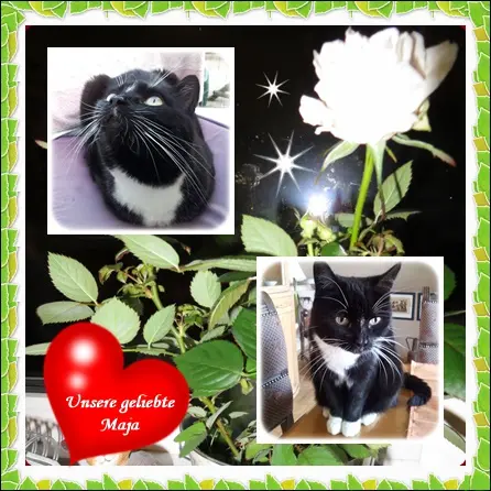 Andachtsbild von deiner Ilse in Liebe zum 55. Monatsgedenken