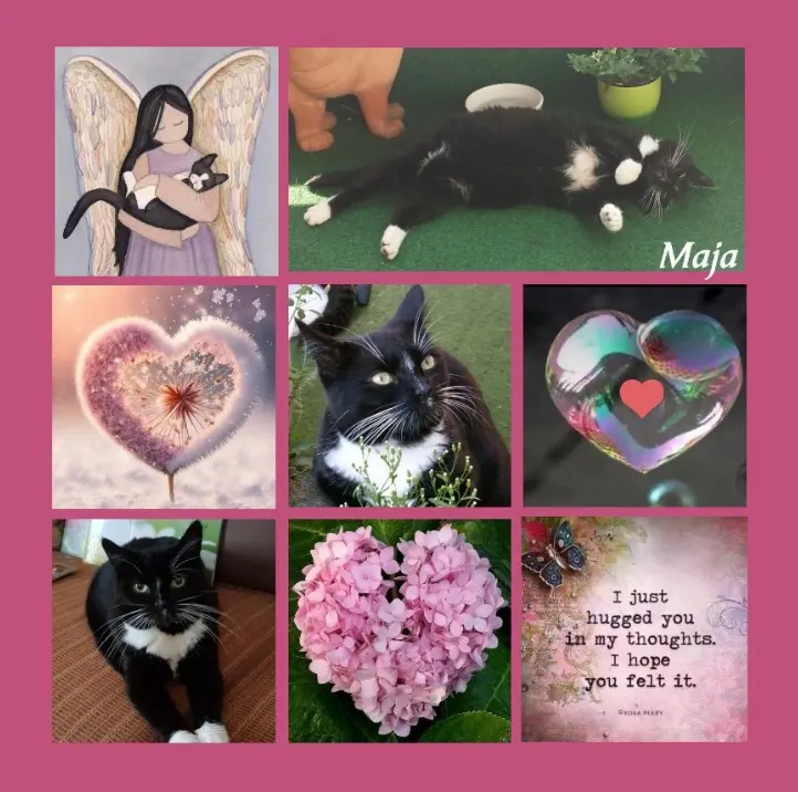 Andachtsbild von Rosen für Maja zum 5. Sternchentag