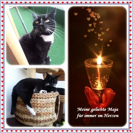 Andachtsbild von deiner Ilse in Liebe zum 5. Jahresgedenktag