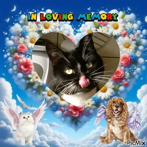 Andachtsbild von 5.Sternchen⭐️Gedenktag❤️❤️❤️❤️❤️