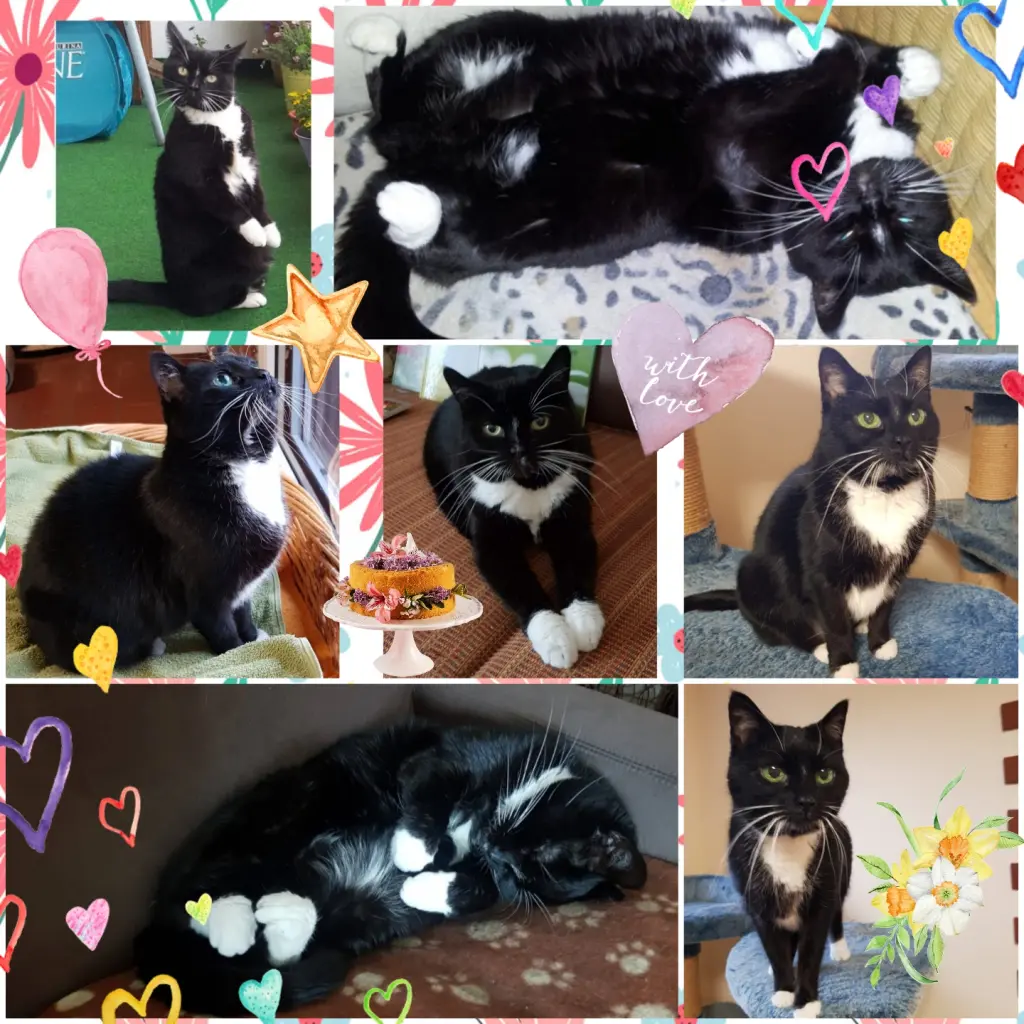 Andachtsbild von ❤️5. Sternchengeburtstag Maja❤️