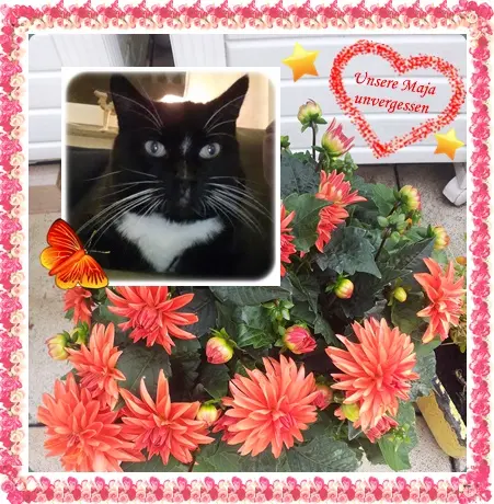 Andachtsbild von deiner Ilse in Liebe zum 62. Monatsgedenken