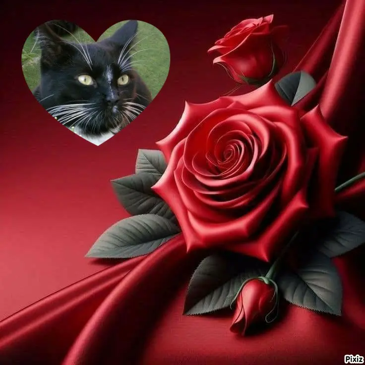 Andachtsbild von Tanja mit Timmy im ❤