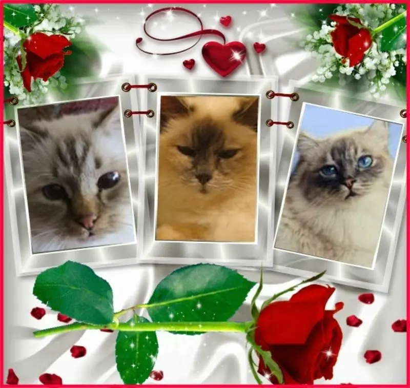 Andachtsbild von Shivi, Jojo und Merlin aus dem Regenbogenland