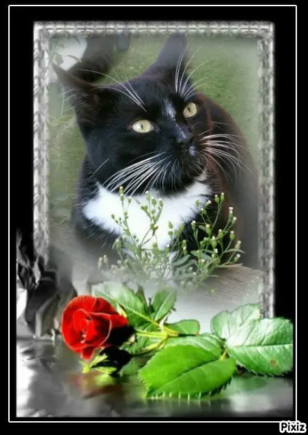 Andachtsbild von Tanja mit Timmy im 💘🐈🐾