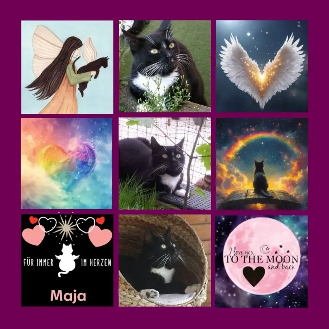 Andachtsbild von Rosen für Maja zum 6. Sternchengeburtstag 🌹❤️