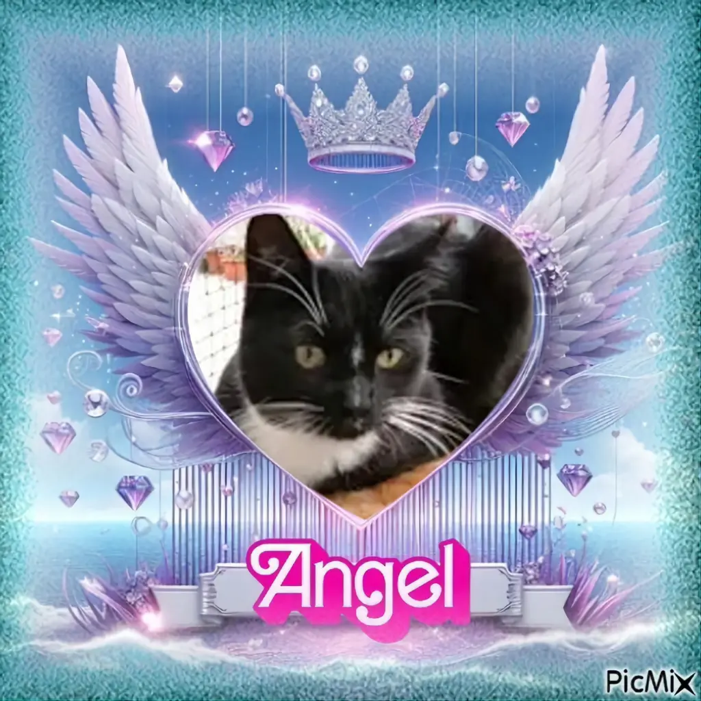 Andachtsbild von 6.Sternchen⭐️Gedenktag❤️❤️❤️❤️❤️❤️fur Majenchen❤️⭐️🫶🫶🫶💋💋💋