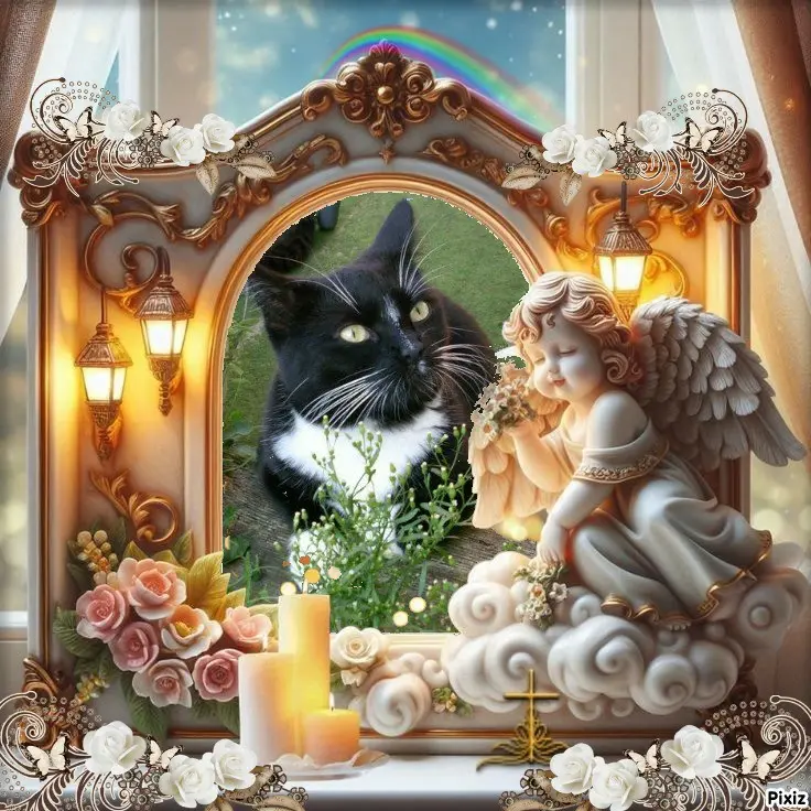 Condolence image of Tanja mit Timmy im 💖🐈🐾