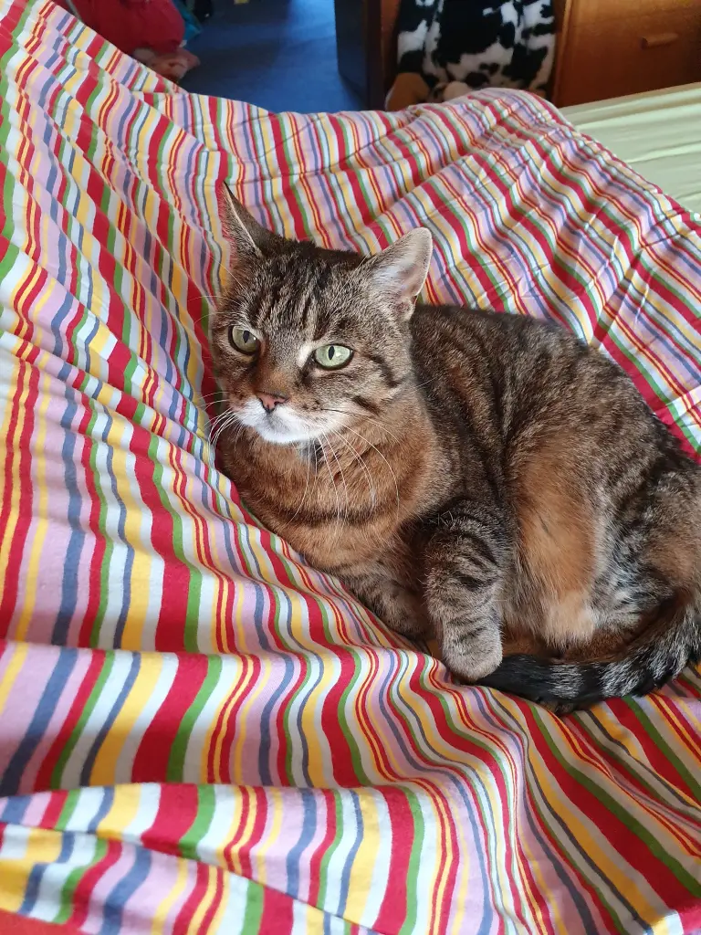 Image from Lola