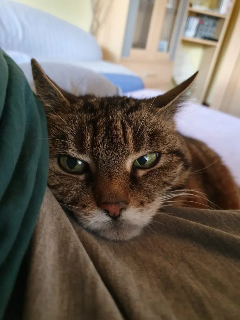 Image from Lola