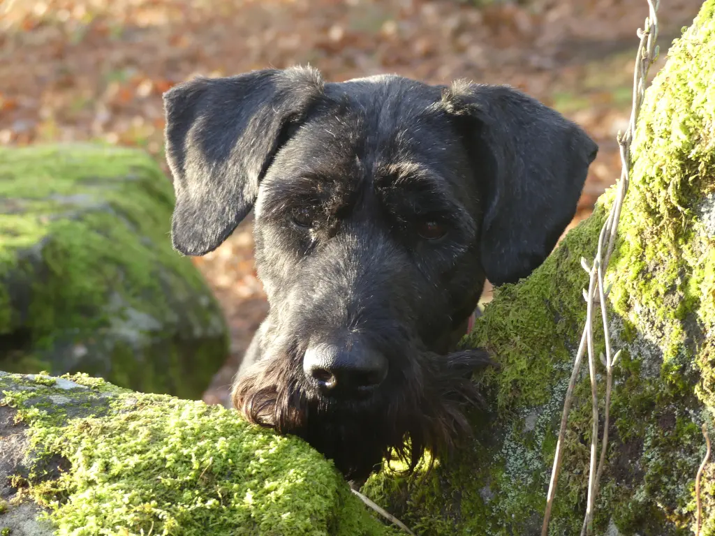 Andachtsbild von Bernhard mit Ronja im Herzen