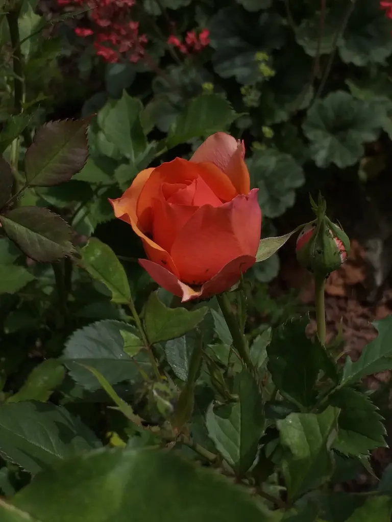 Condolence image of Helga