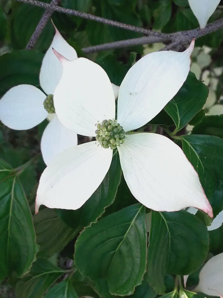 Condolence image of wolke24