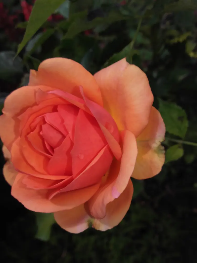 Condolence image of wolke24