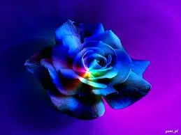 Condolence image of Sabine Gabriel