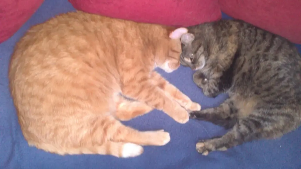 Image from Tim & Trixi