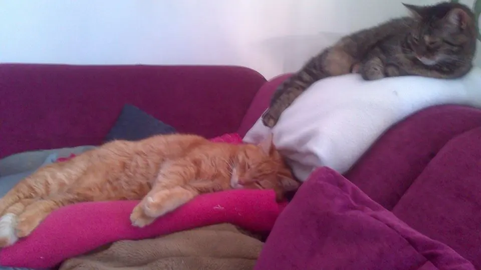 Image from Tim & Trixi