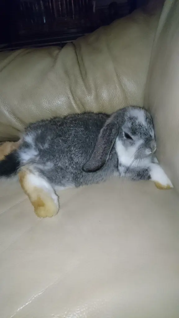 Image from Loki