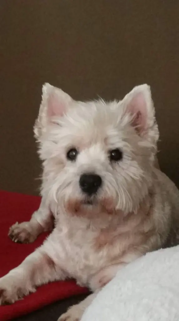 Image from Trixie