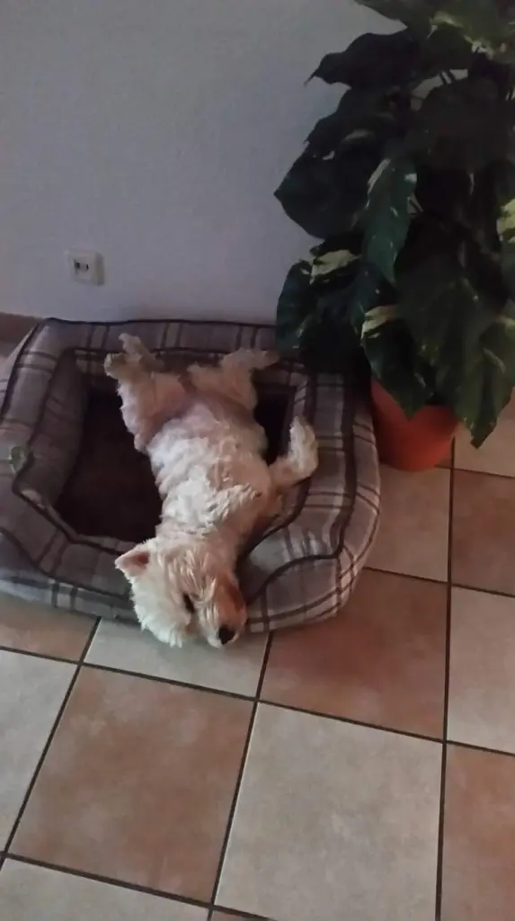 Image from Trixie
