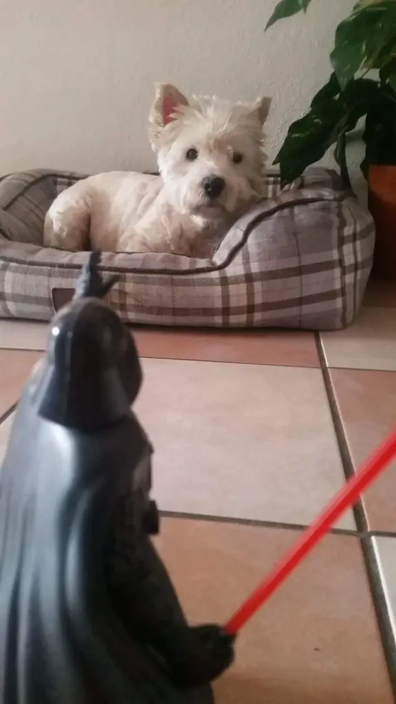 Image from Trixie