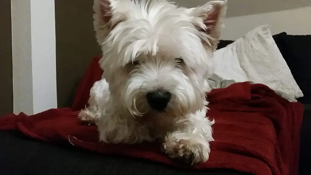 Image from Trixie