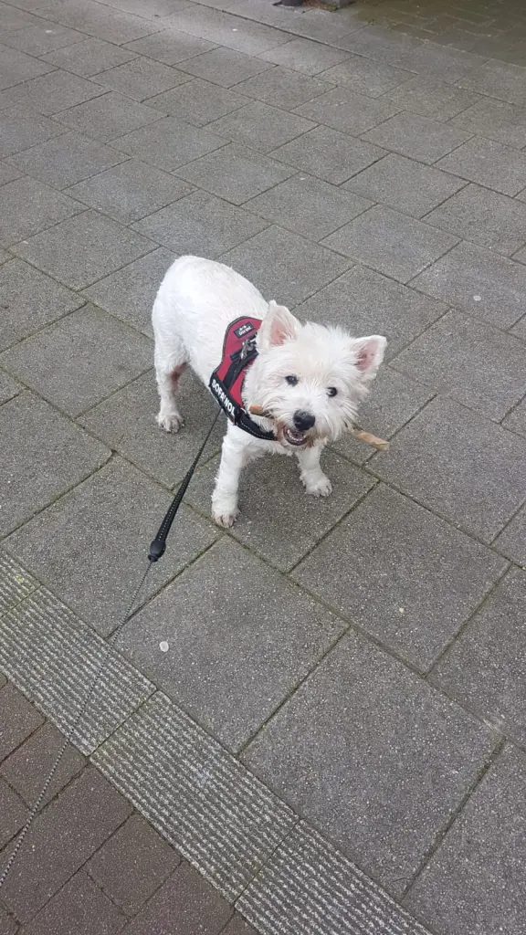 Image from Trixie