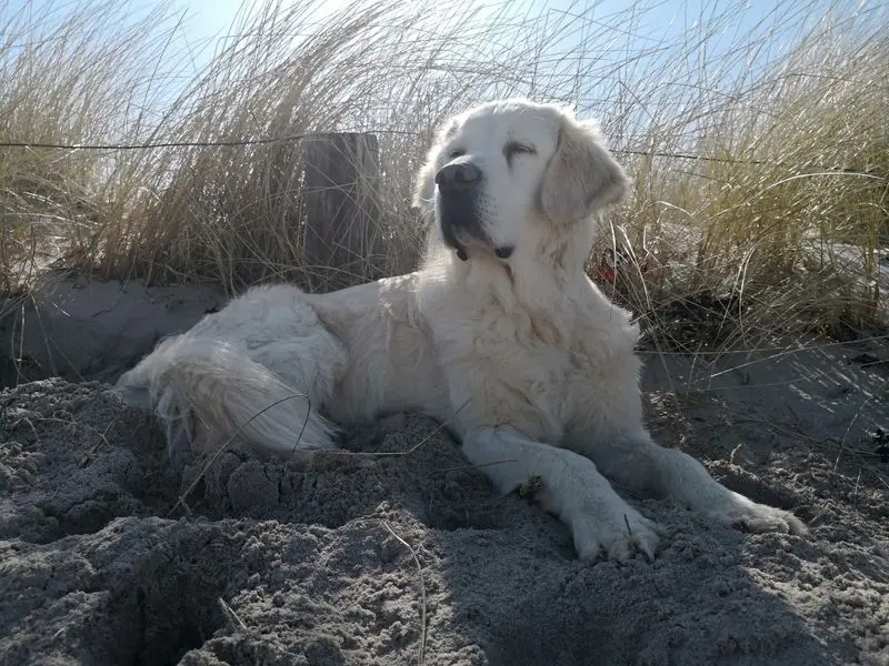 Condolence image of Udo