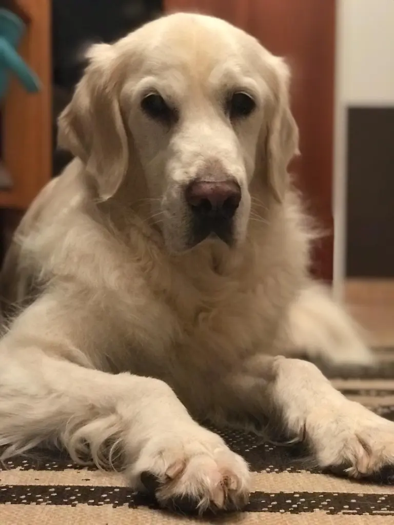 Image from Pepper
