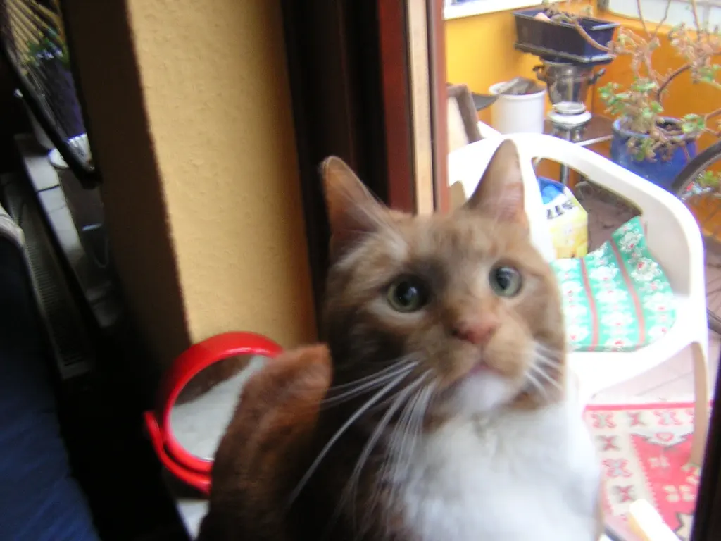 Image from Tiger