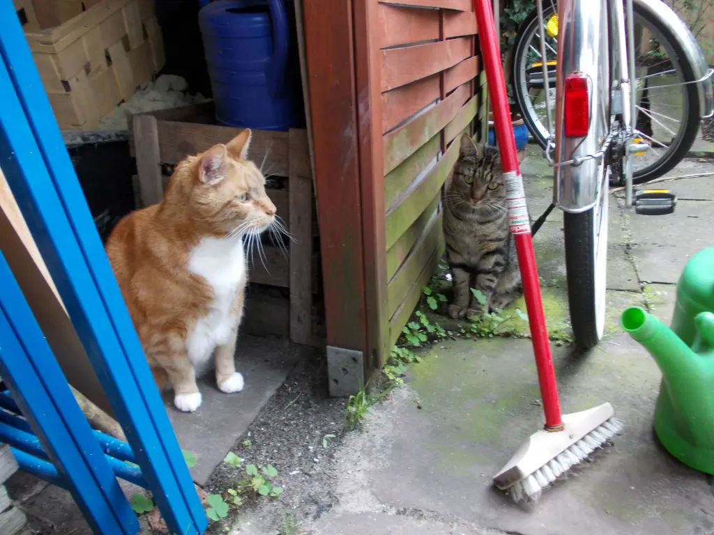 Image from Tiger