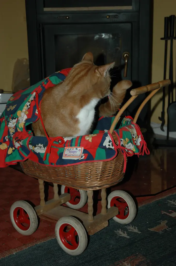 Image from Tiger