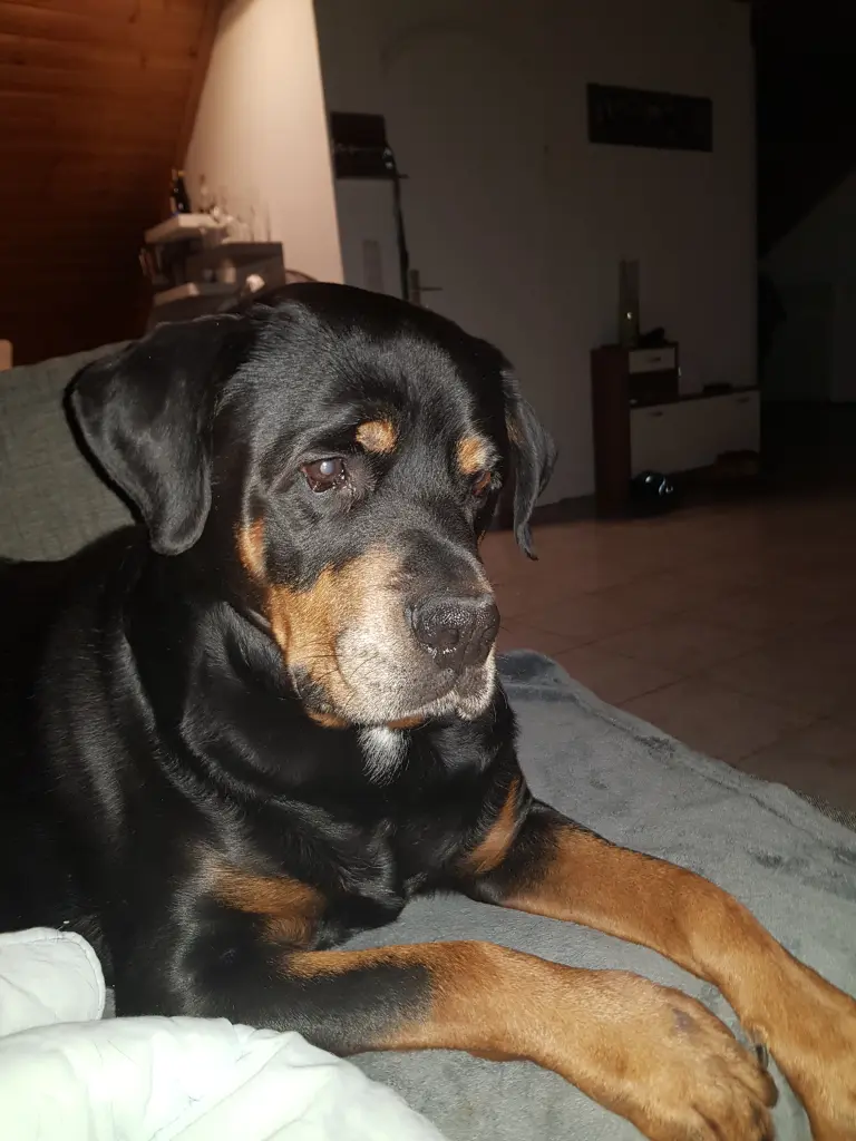 Image from Rocco