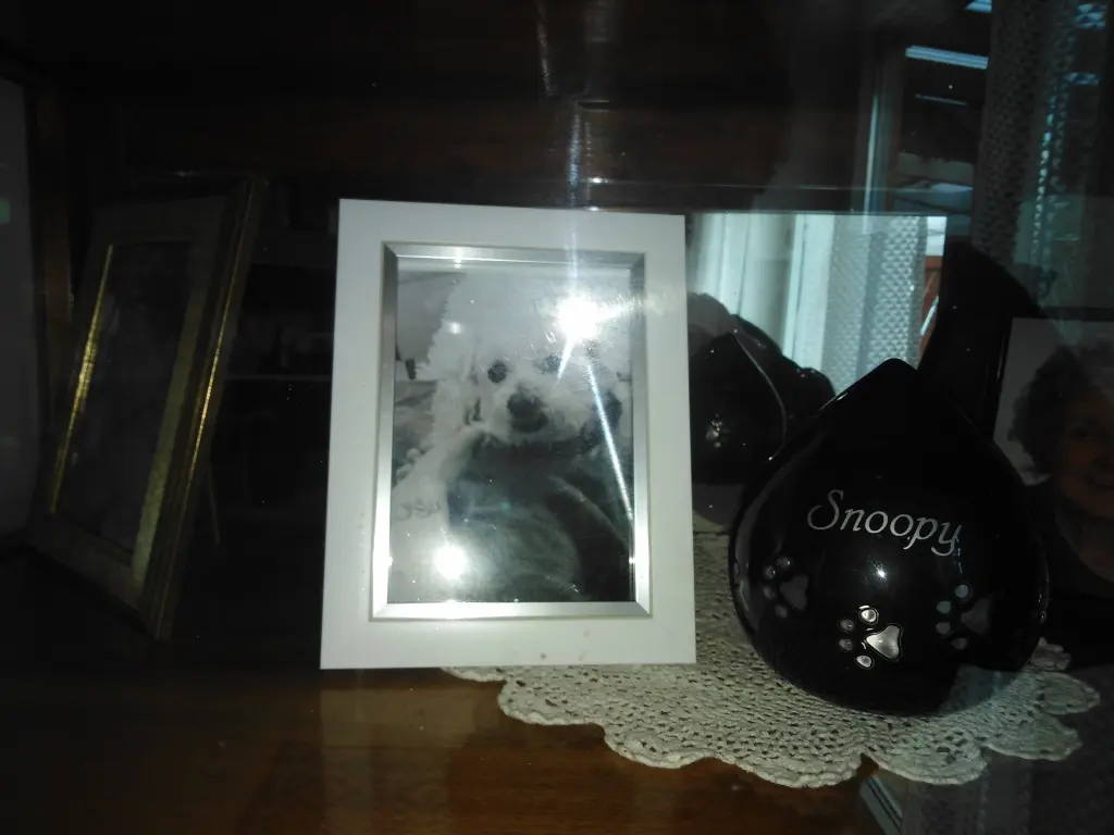 Image from Snoopy