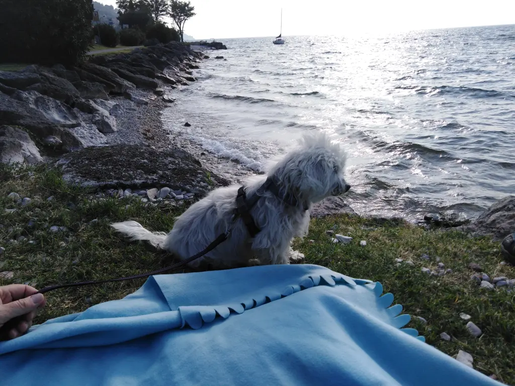 Image from Snoopy
