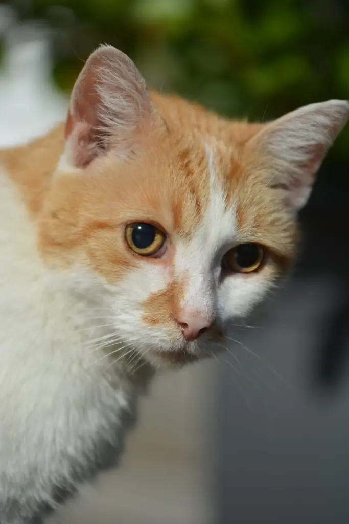 Image from Tigger