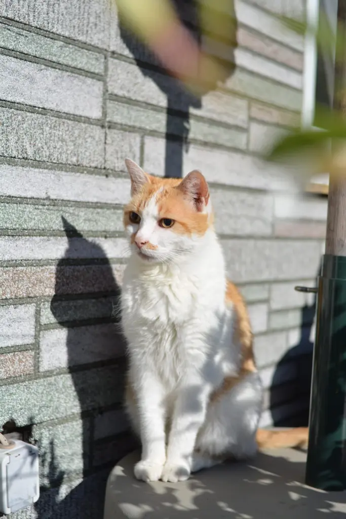Image from Tigger
