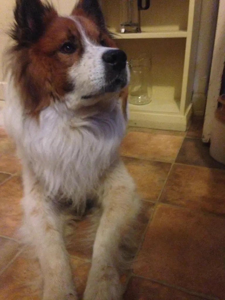 Andachtsbild von Unbekannt