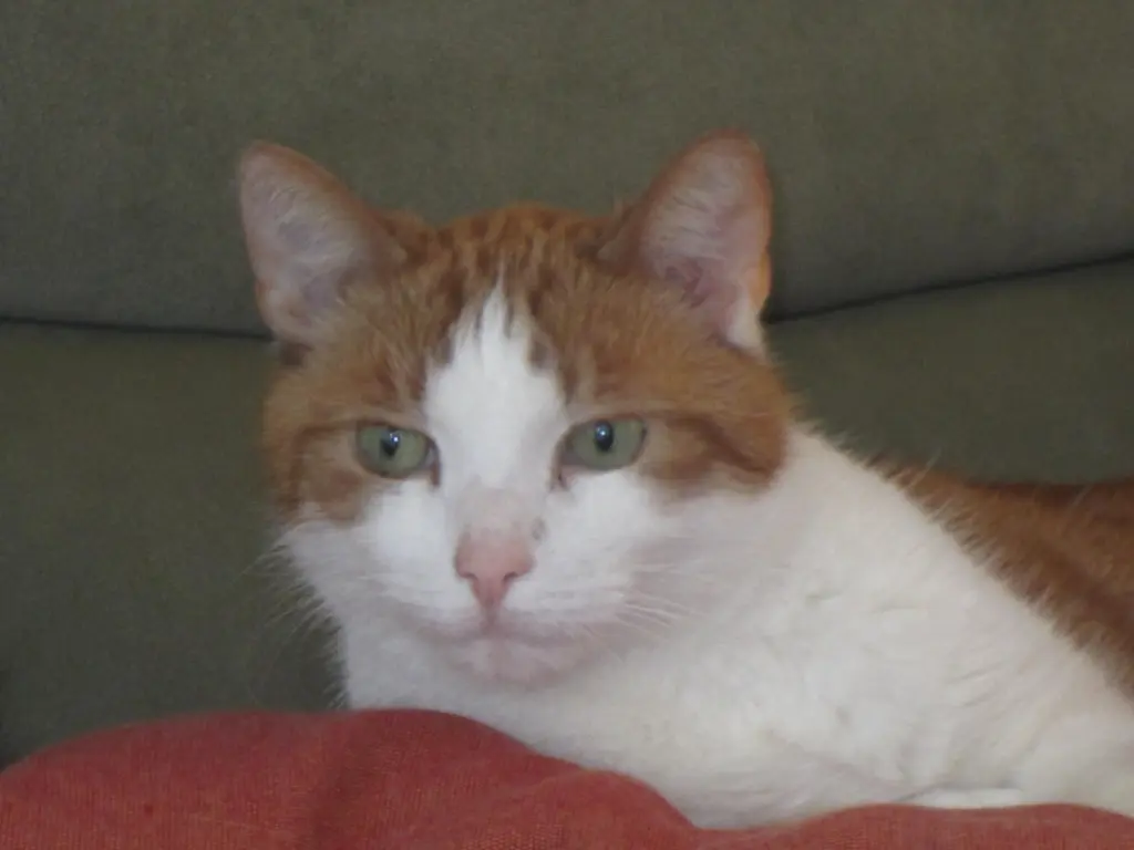 Condolence image of Ralf