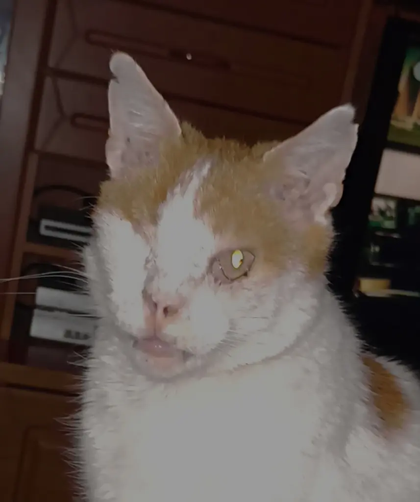 Condolence image of Dorit