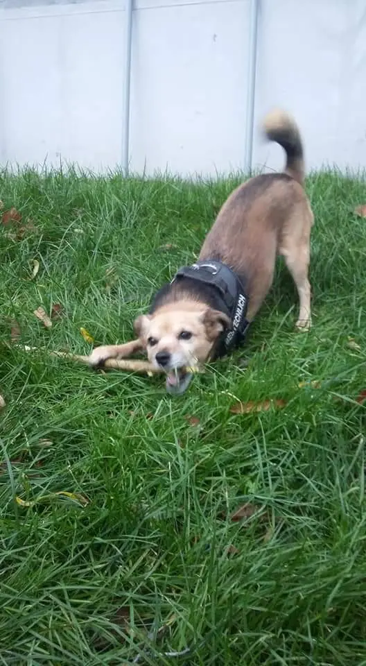 Image from Tyson