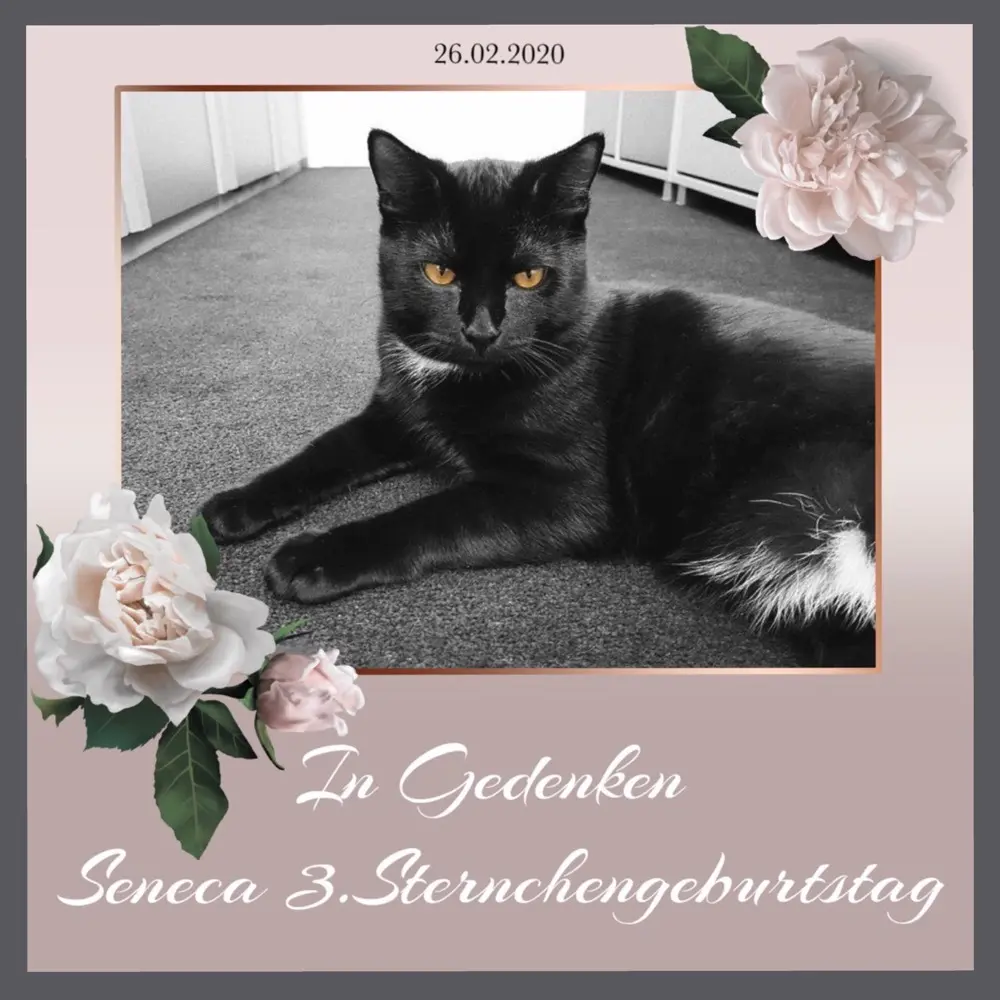 Condolence image of Sabine mit Kaspar & Jessy tief im ❤️