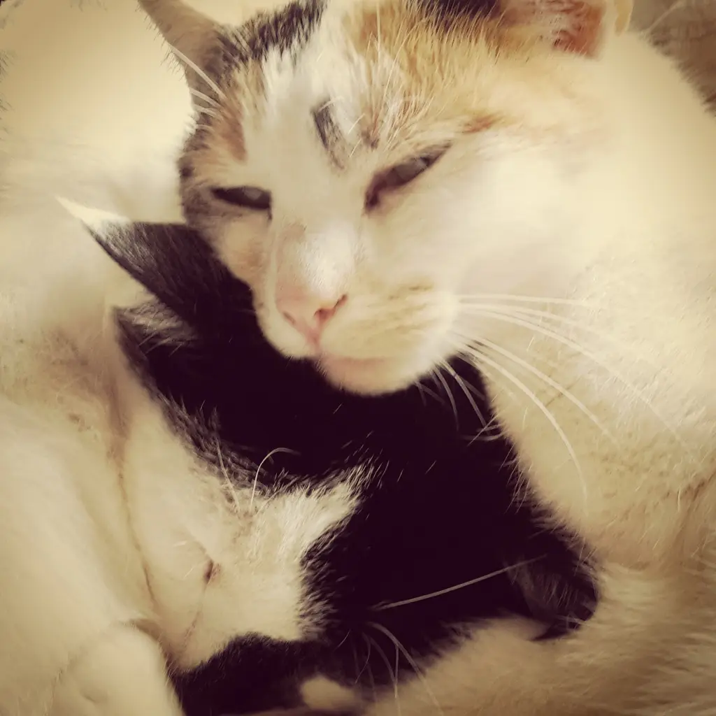 Image from Luzy